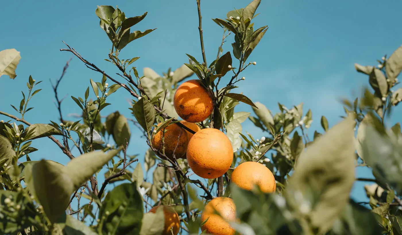 Presto online la sezione Articoli