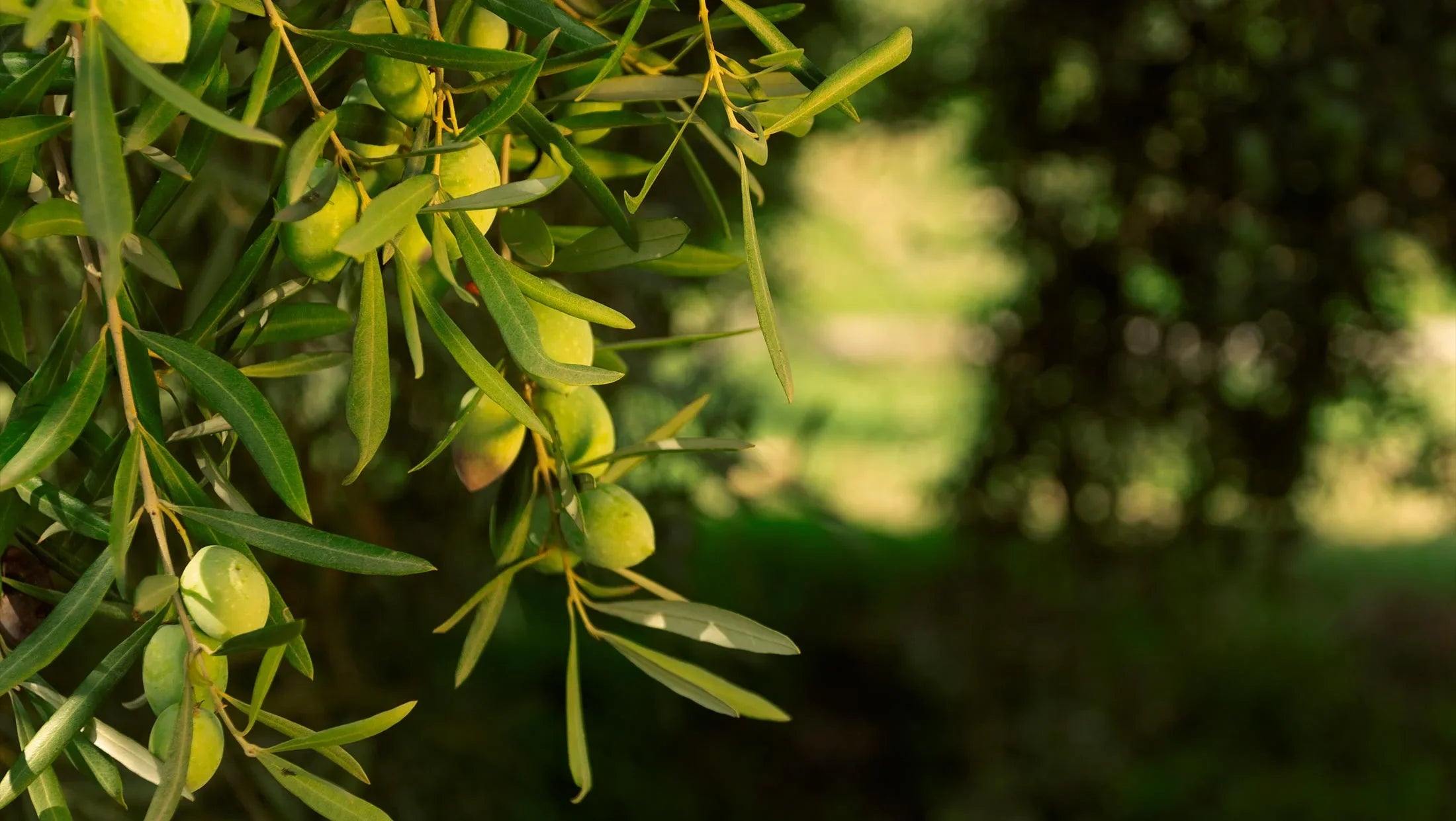 Olio extravergine di oliva